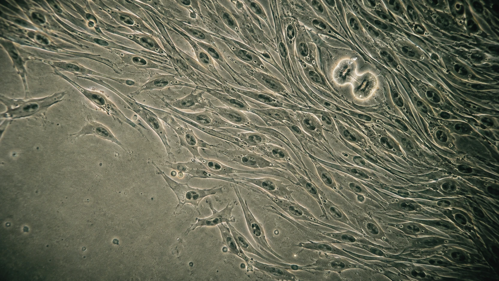 Cultivo celular visto al microscopio de contraste de fases, con una célula en plena división